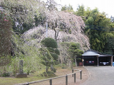 山武、新川の桜 006.jpg