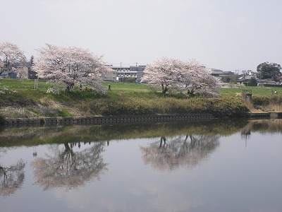 山武、新川の桜 032.jpg