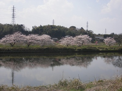 山武、新川の桜 033.jpg