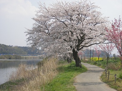 山武、新川の桜 035.jpg