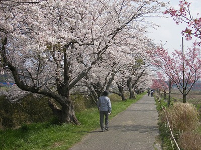 山武、新川の桜 036.jpg
