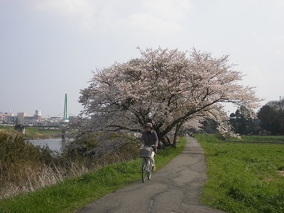 山武、新川の桜 038.jpg