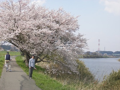 山武、新川の桜 039.jpg