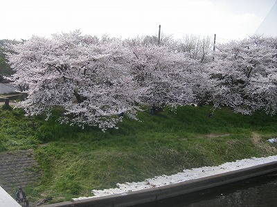 山武、新川の桜 041.jpg